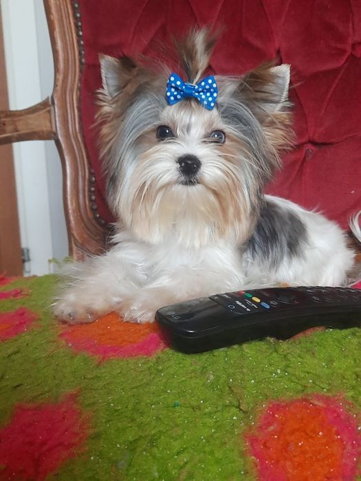 Mini piesek 1.30 kg blueberry Yorkshire terrier biewer paszport