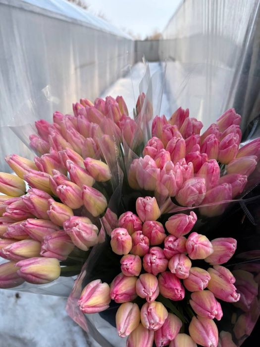 Квіти Тюльпани зріз опт