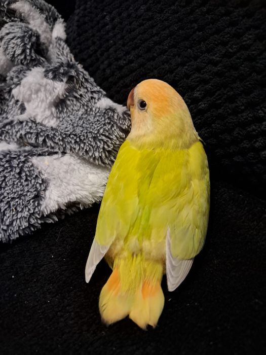 Agapornis roseicollis amarelo criar á mão