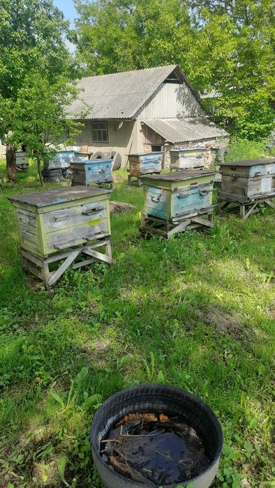 Продам бложи сім'ї гарантія 100%