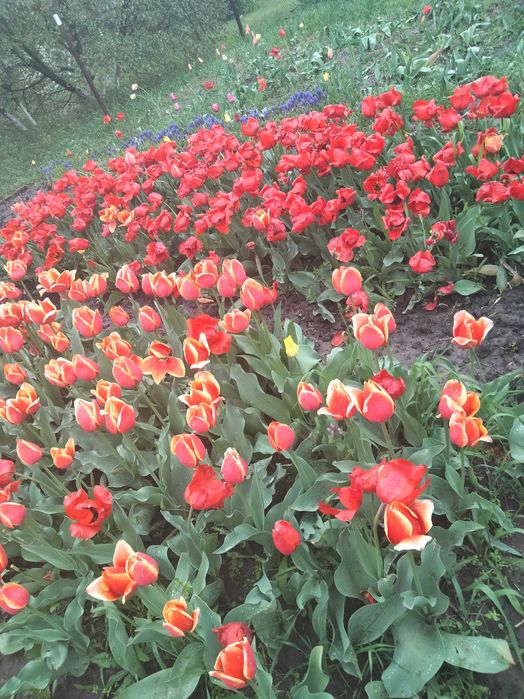 Тюльпани голандські