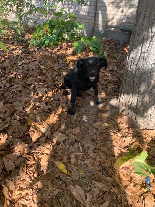 Собака в добрые руки 5 мес