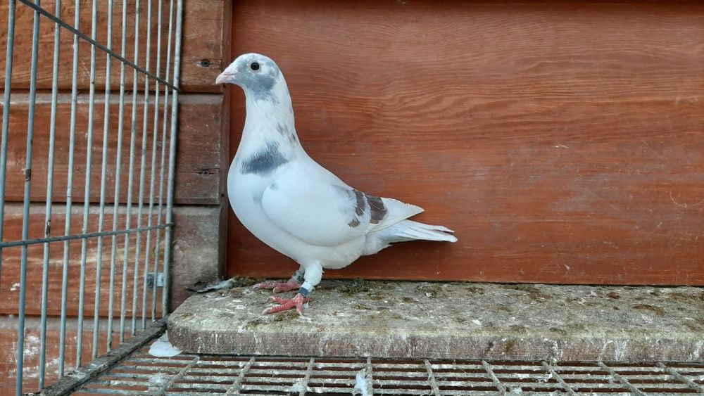 Ptaki pocztowe krase mozaik. 25r