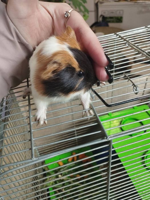 Морские свинки малыши