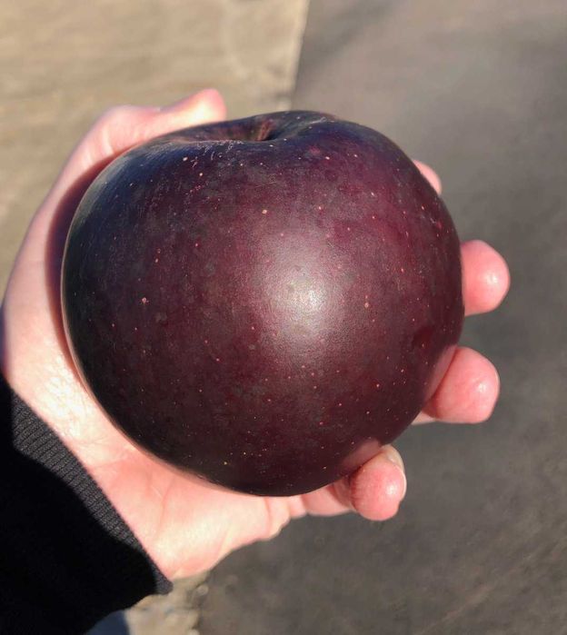 Macieira de maças PRETAS - Envio incluido