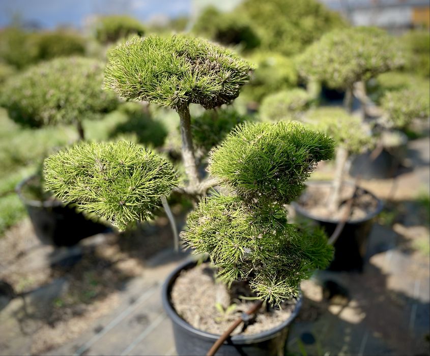 Bonsai Rosliny Formowane