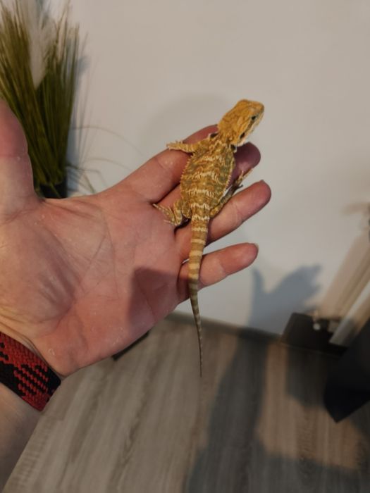 Agama brodata młodzieży