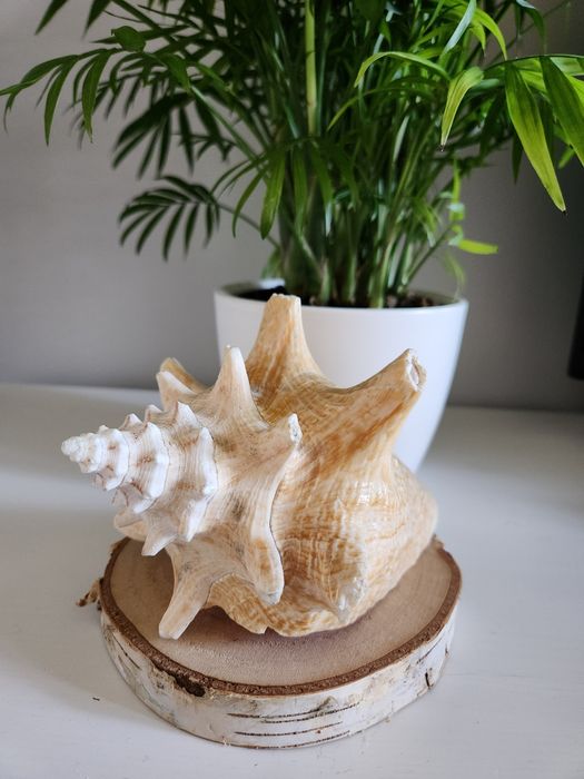 Duża muszla morska 18 cm – różowa koncha | dekoracja boho naturalna