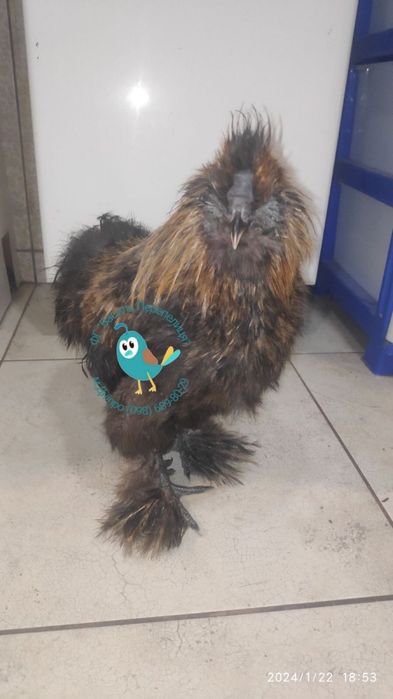 Півень Китайська Шовкова