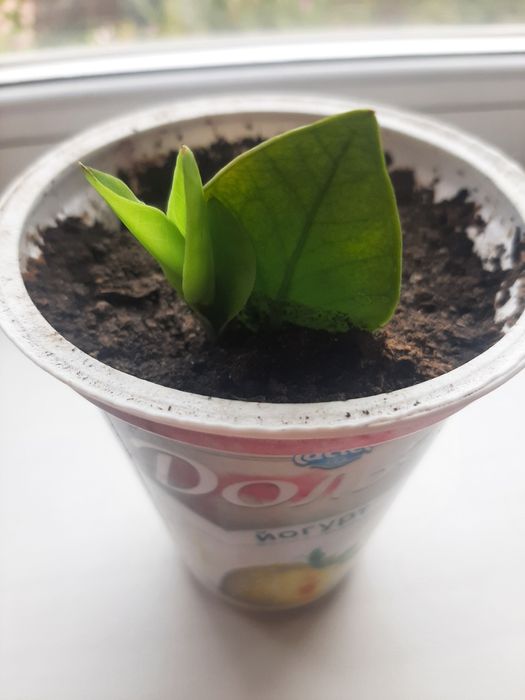 Заміокулькас, доларове дерево