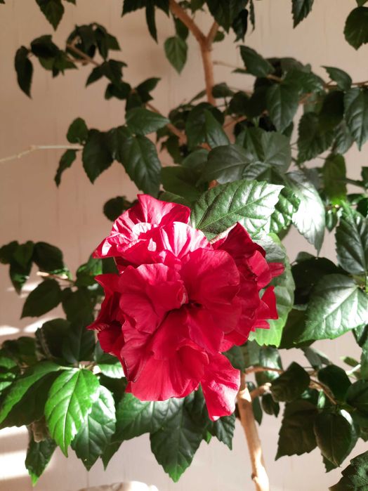 Róża chińska, Hibiscus, Ketmia, roślina kwitnąca