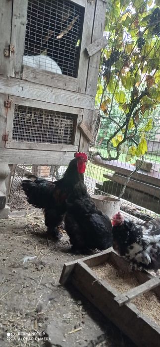 Кури та півники чорного кохінхіна