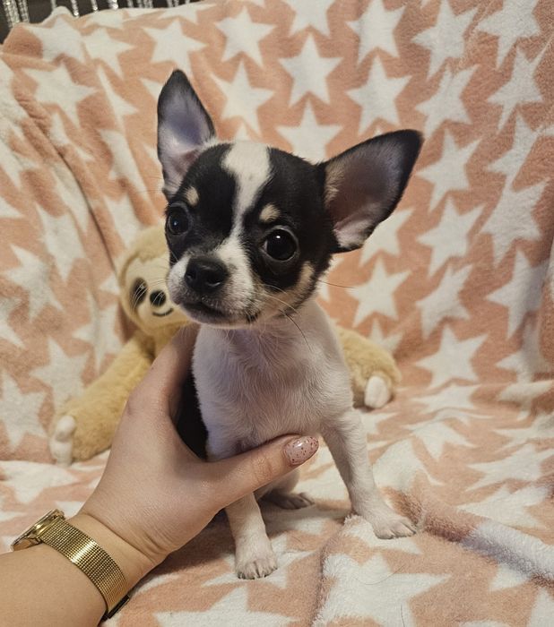 Chihuahua krótkowłosy biało-czarny chłopczyk –  piesek drobnej budowy