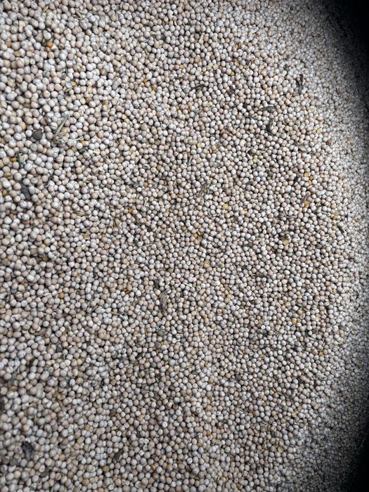 Groch konsumpcyjny Alvesta