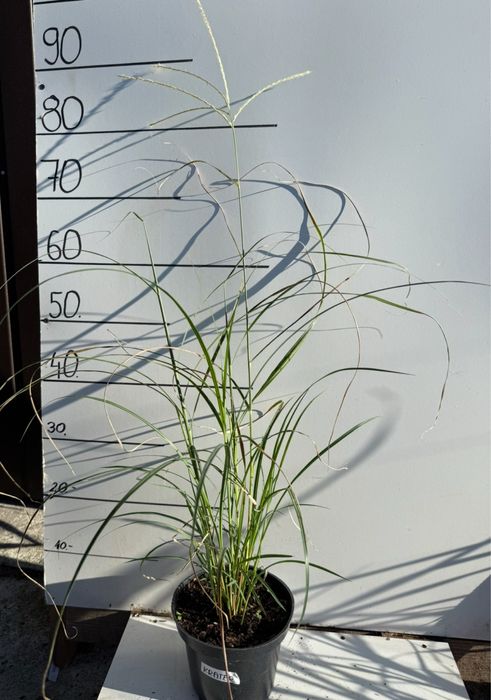 Miskant chiński krater 2l