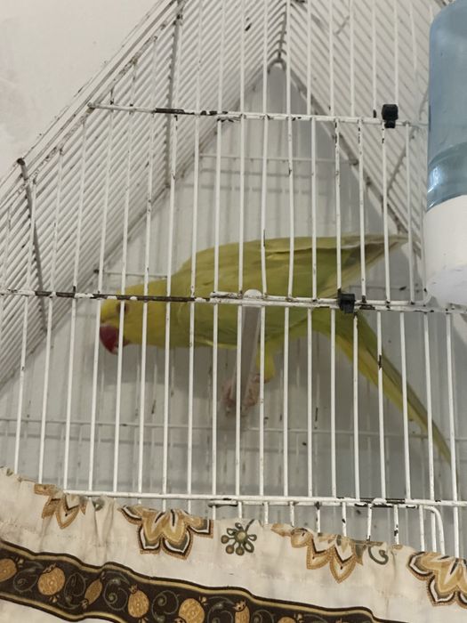 Vendo ring neck e caturra
