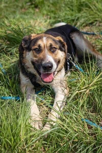 Przyjazny łagodny Baloo szuka domku