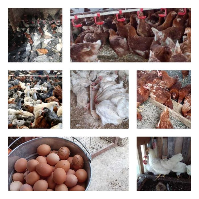 Продам кури несушки! Доставка безкоштовна. Куп'янськ!