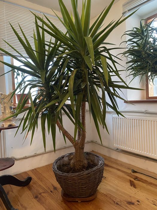 Кімнатна юкка 2м