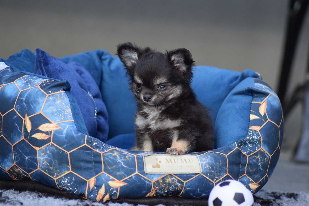 Chihuahua długowłosy chłopiec z metryką ZKwP - FCI