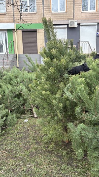 Ялинки жива/Сосна продаж/Кривий Ріг
