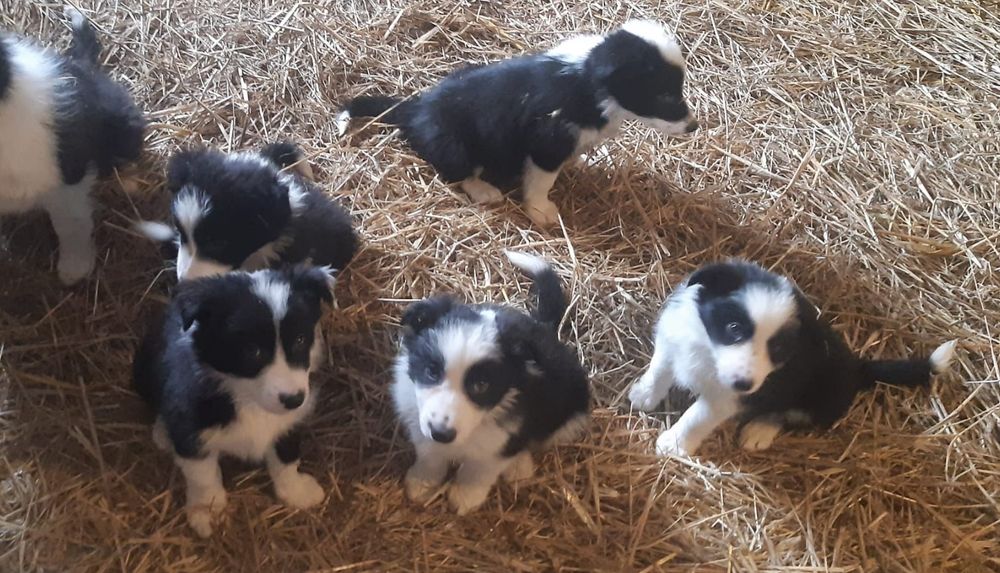 Border collie samiczka 8,5 tygodniowa z rodowodem.