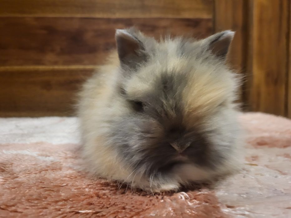 Króliki Karzełki Teddy