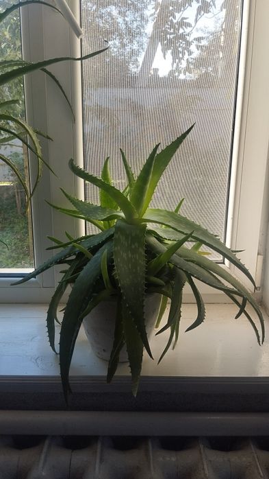 Лікувальне алоє та алое вера