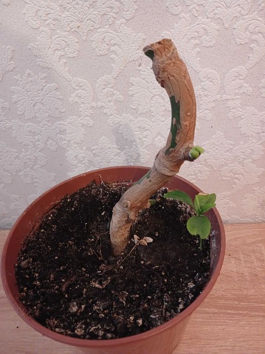 Монстера укорінена в горщику