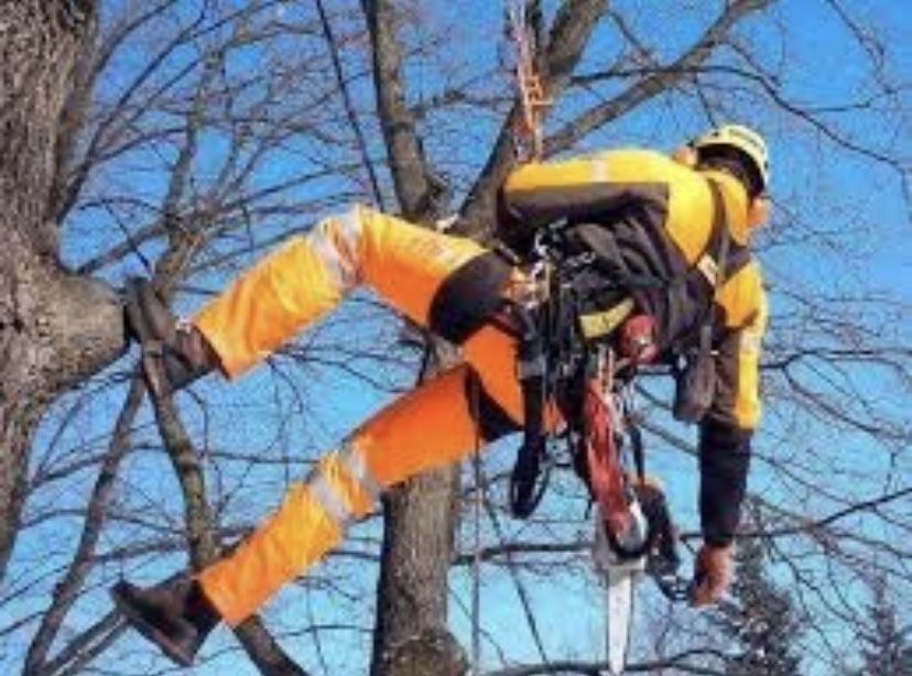 Спил деревьев любой сложности дешево !