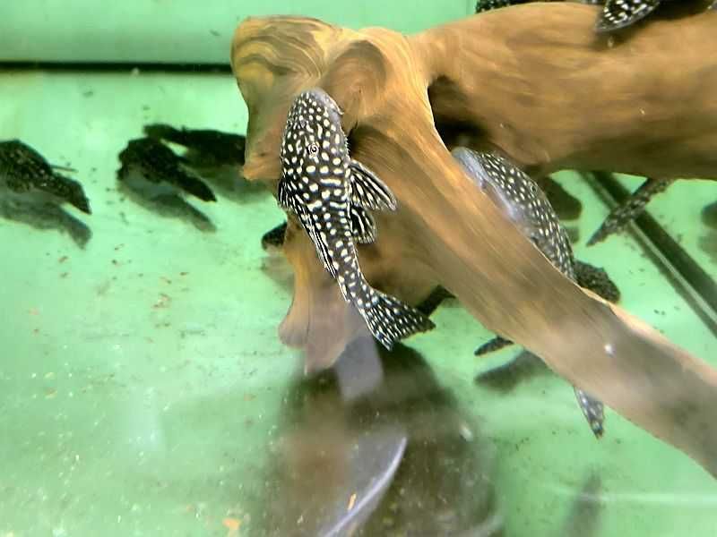 Pseudacanthicus genisetiger