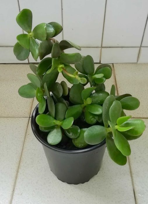 Planta Natural Jade (Crassula Ovata), atrai a sorte e o dinheiro