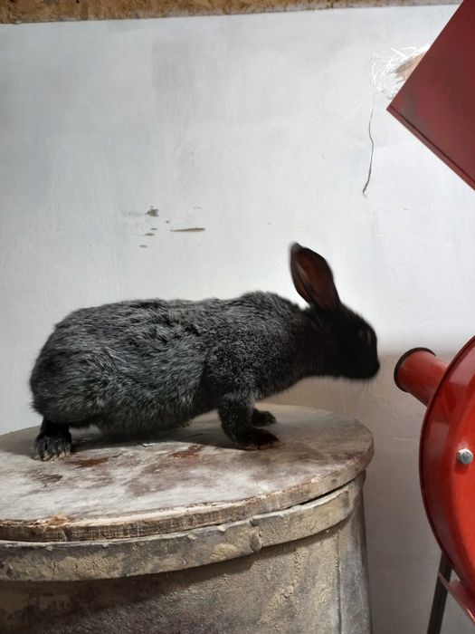 Кролі Білий велетень і Полтавське срібло