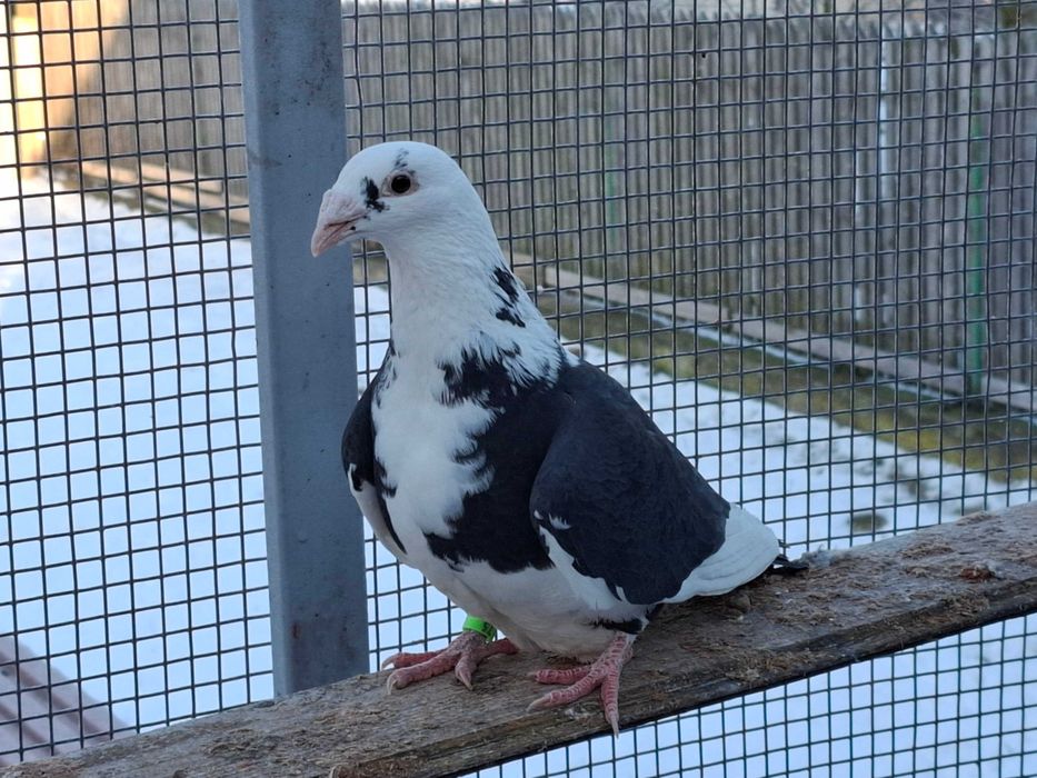 gołębie      staropolskie