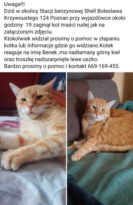 Zaginal rudy kocur Poznan