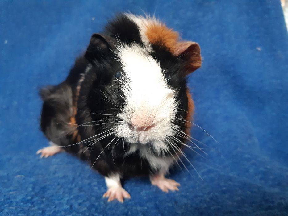 Морская свинка девочка