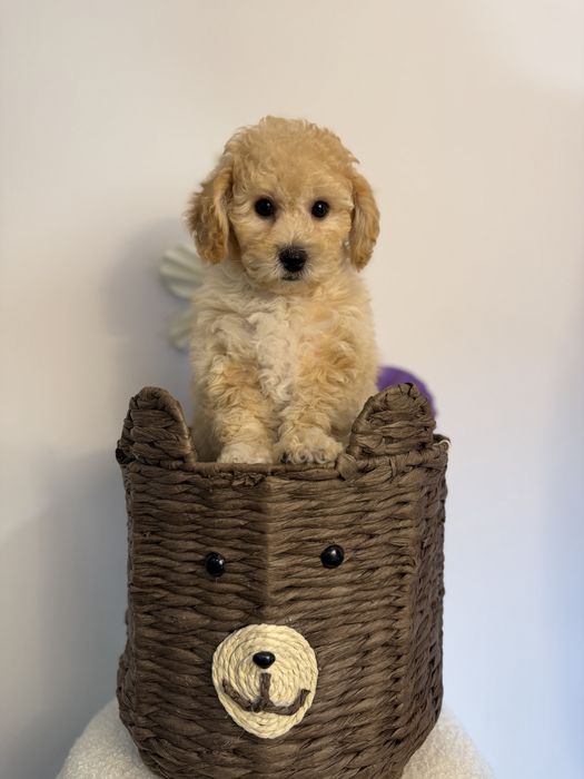 Bichpoo/Maltipoo/Poochon