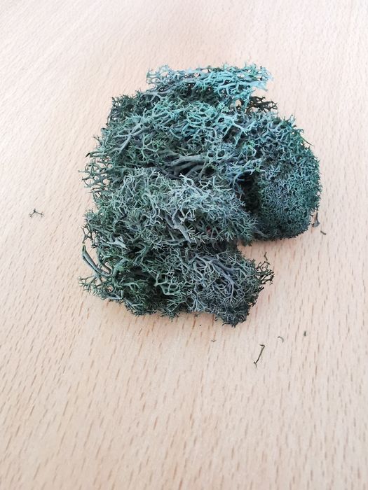 Musgo para decoração