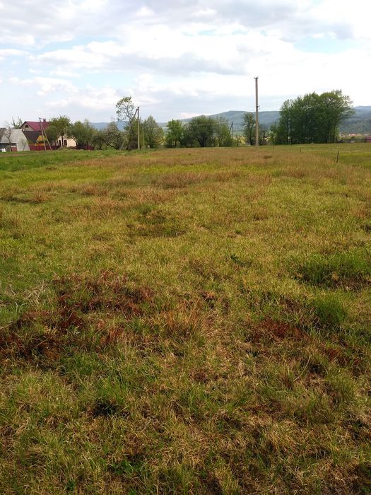 ДУЖЕ ДЕШЕВА ЗЕМЛЯ в найчистішій екологічній місцевості Прикарпаття !