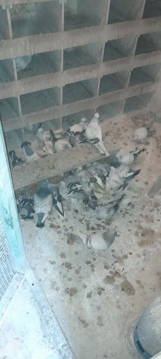Jarzębiaki koroniate łapciate