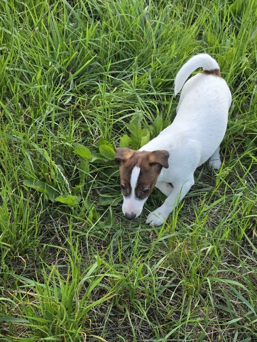Jack Russell Terrier- suczka