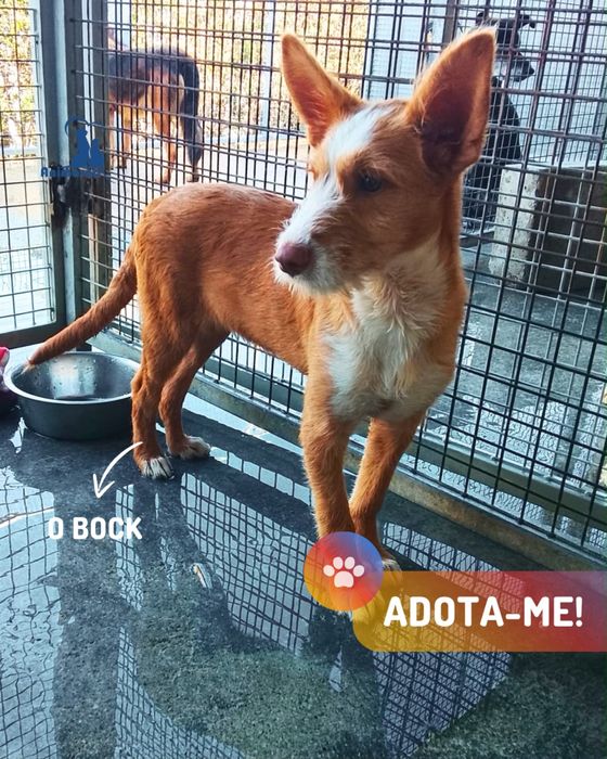 Bock - cachorro para adoção