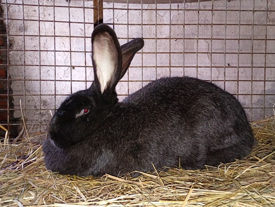 Sprzedam królika olbrzym belgijski