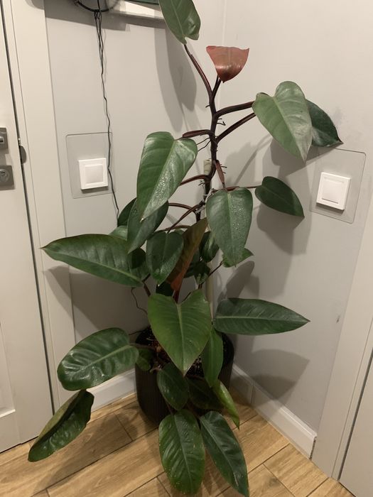 Філодендрон вис 1 ,60