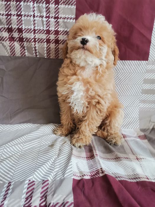 Чудові мальтипу окрас різний розмір міні