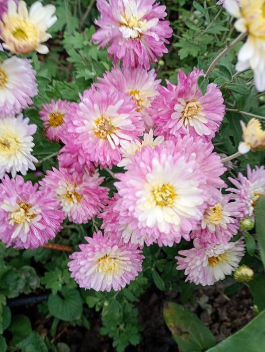 Пропоную хрезонтема рання мультифлора