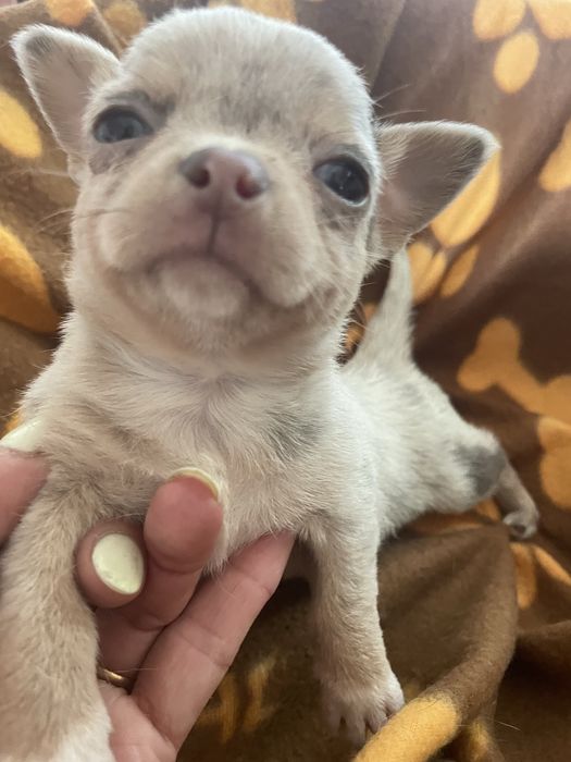 Chihuahua  femea   excelente merle chocolate