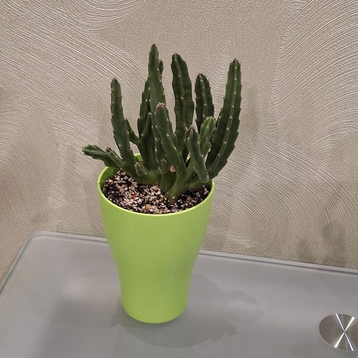 Стапелия Грандифлора крупноцветковая.