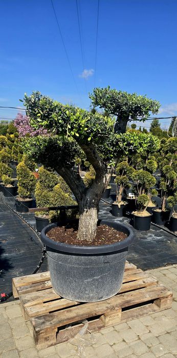 Drzewko oliwne bonsai