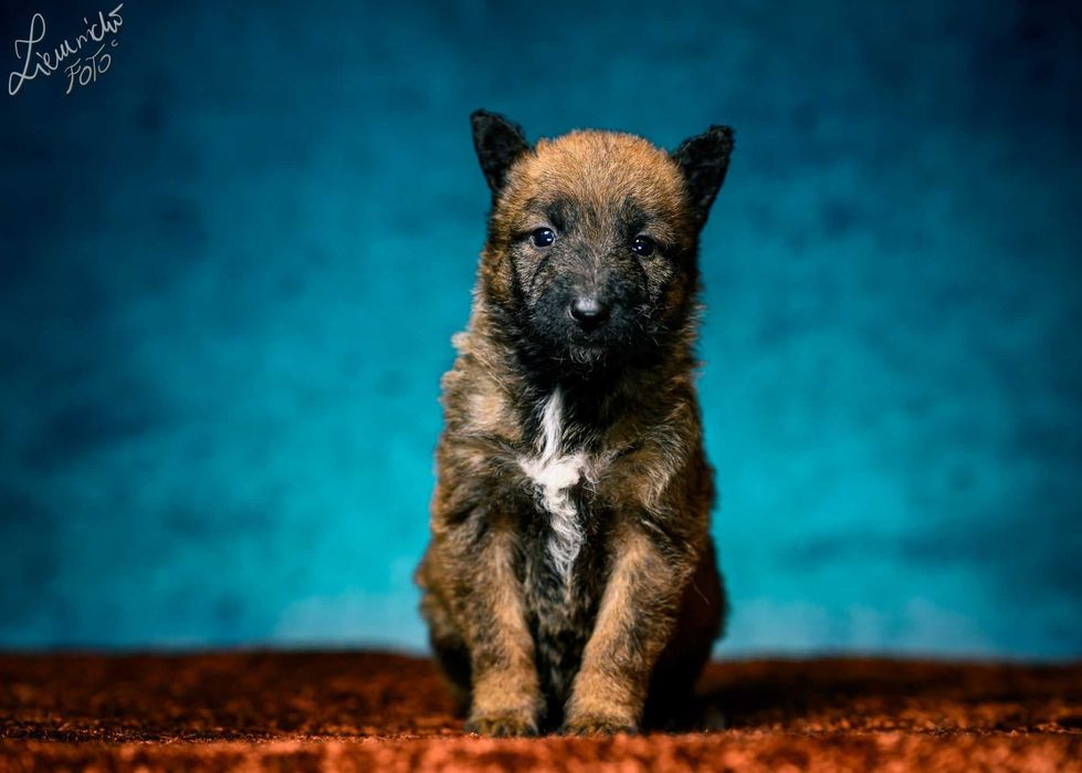 Owczarek Belgijski Laekenois Suczka FCI ZKwP